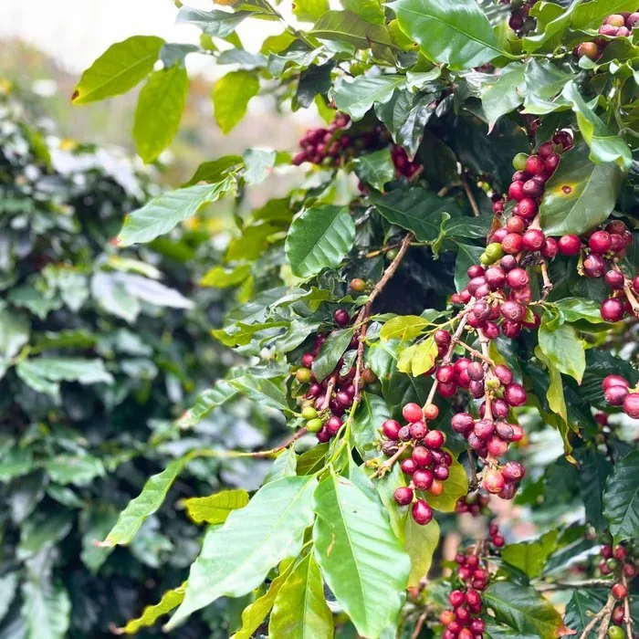 ベトナムのコーヒー農園